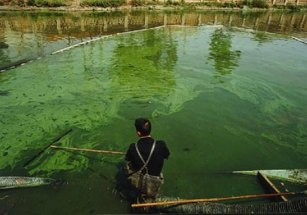 人工湖环境污染图